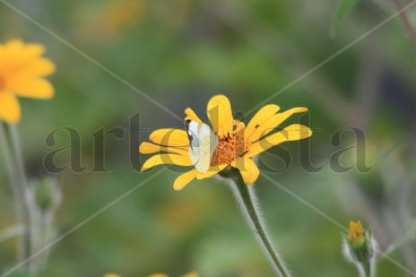 Mariposa