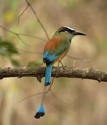 ave nacional de nicaragua 