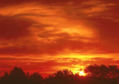 ATARDECER ENTRE PINOS