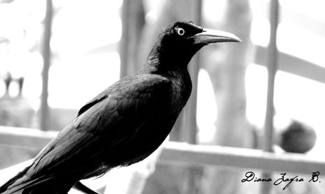 NATURALEZA