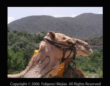 Camel 