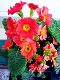Petunias rojas