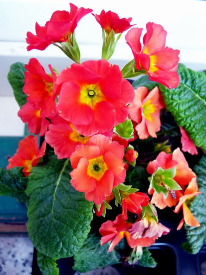 Petunias rojas 