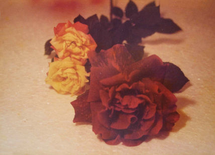 Las rosas
