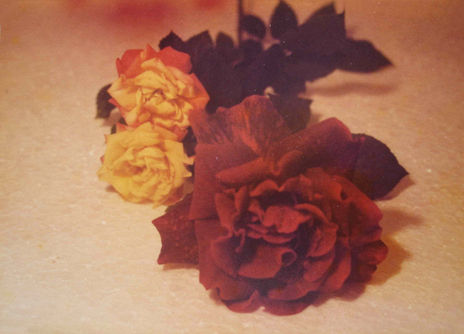 Las rosas