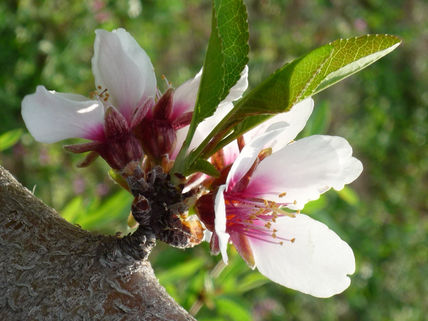 Flores (ii)