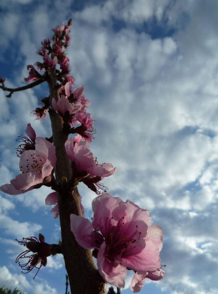 Flores (i)