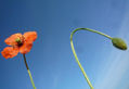 FLORES (IV)