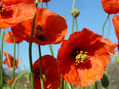 FLORES (V)