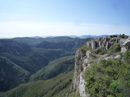 Verdor