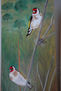 de copas.  jilgueros (carduelis carduelis)