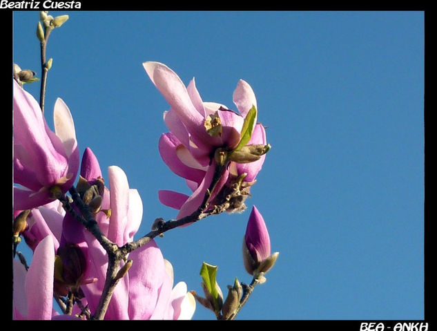 PRIMAVERA EN EL CIELO 