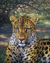 Leopardo