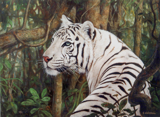 Tigre blanco Oil Canvas Animals