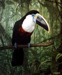 Tucan