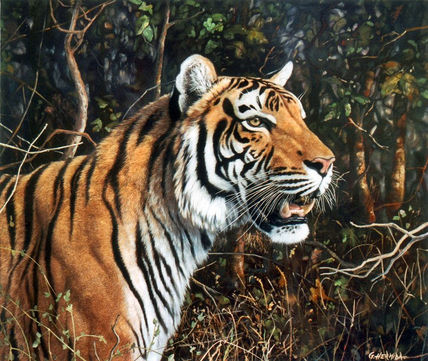 Tigre