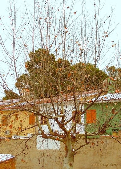 1.150.2 - Árbol y casas - Altura (Castellón,España) - Enero 2006. Otras temáticas Color (Digital)