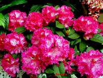 Flores de Rododendro