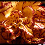 Flores thumbnail 2