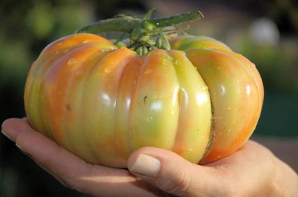 El Tomate de Cándito