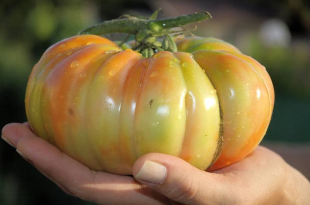 El Tomate de Cándito