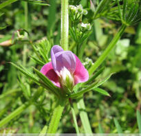 Flor silvestre,...