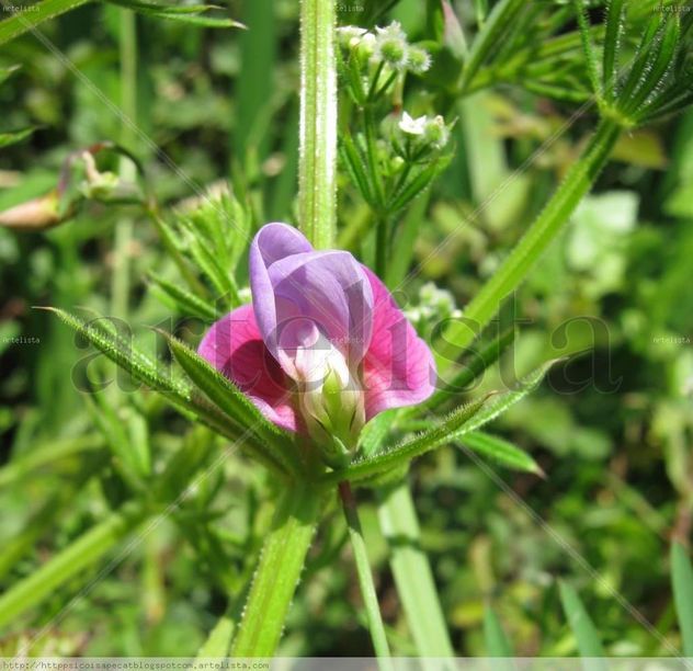 FLOR SILVESTRE, AGRADECIDA
