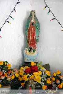 Guadalupe 231