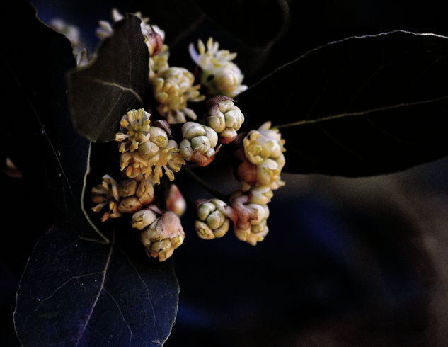 Flor de laurel 