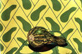 Calabaza