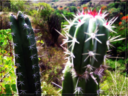 Cactus