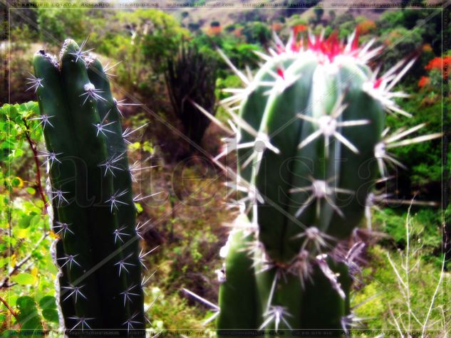 Cactus Naturaleza Color (Digital)