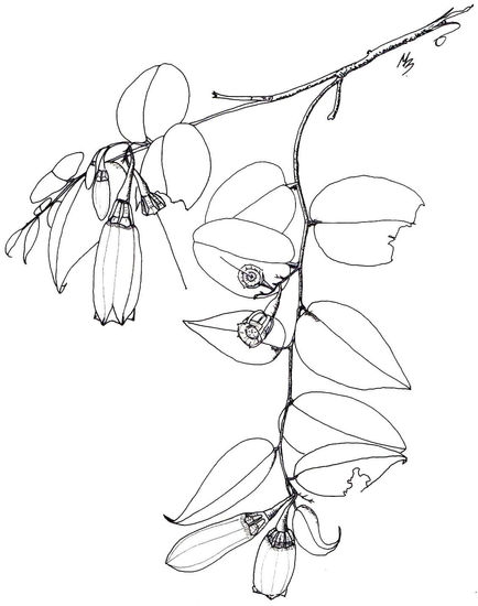 Cavendishia pulcherrima 