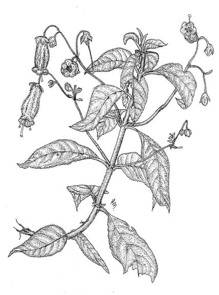 Columnea sp