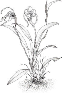 Maxillaria sp