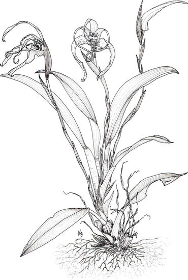 Maxillaria sp 