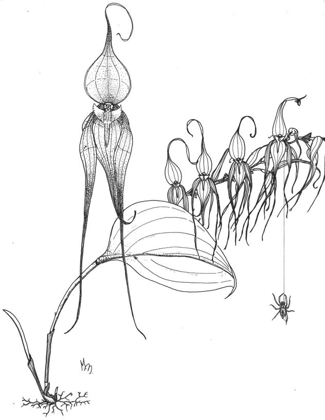 Pleurothallis falangifera