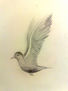 pajaro