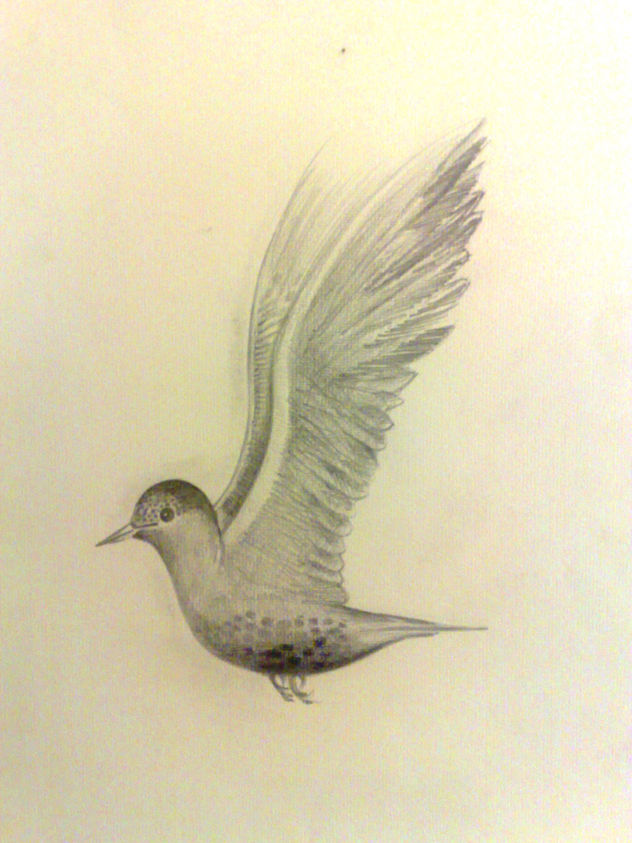 pajaro
