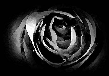 Rosa Hola