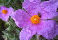 ARRUGAS