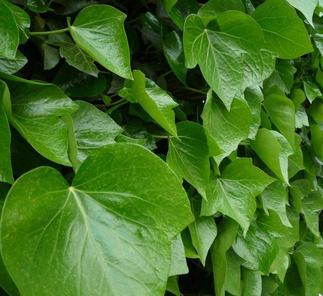CLOROFILA