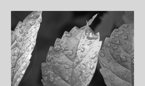 Blanco y Negro
