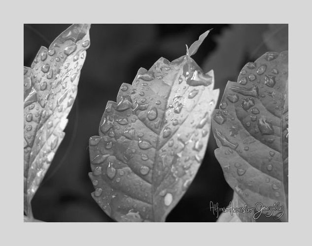 Hojas de plata Nature Black and White (Digital)