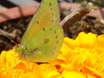 Pirpinto en otoño