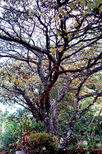 Arbol de Nance