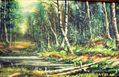 Fragmento Paisaje Bosque