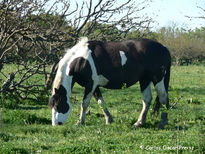 Tobiana negra