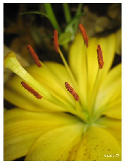 Naturaleza amarilla