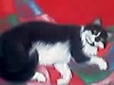 "shila"